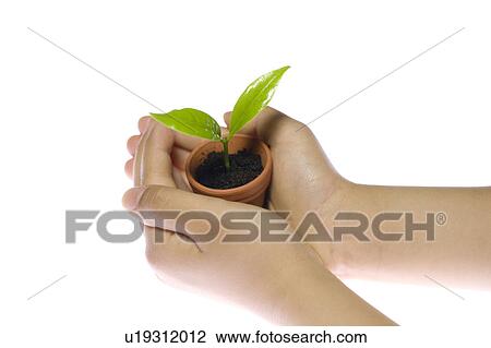 Child holding potted plant View Large Photo Image Stock Image - Child holding potted plant. Fotosearch