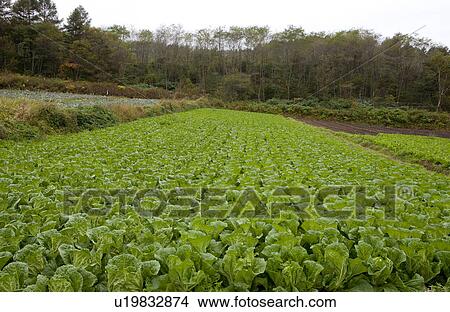 Picture - Chinese Cabbage Field. Fotosearch