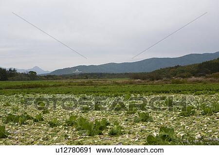 Stock Image - Chinese Cabbage Field. Fotosearch