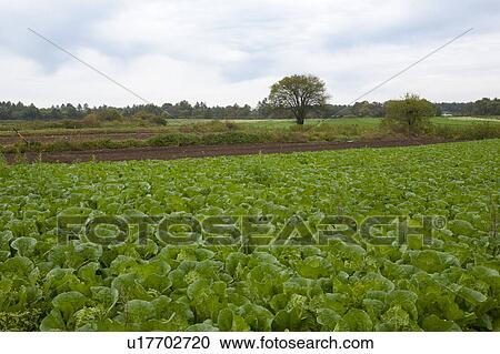 Stock Image - Chinese Cabbage Field. Fotosearch