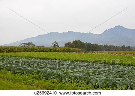 Chinese Cabbage Field View Large Photo Image Stock Image - Chinese Cabbage Field. Fotosearch