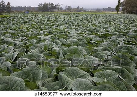 Chinese Cabbage Field View Large Photo Image Stock Photo - Chinese Cabbage Field. Fotosearch