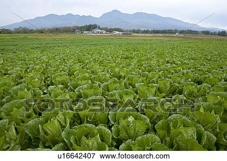 Chinese Cabbage Field View Large Photo Image Stock Photo - Chinese Cabbage Field. Fotosearch