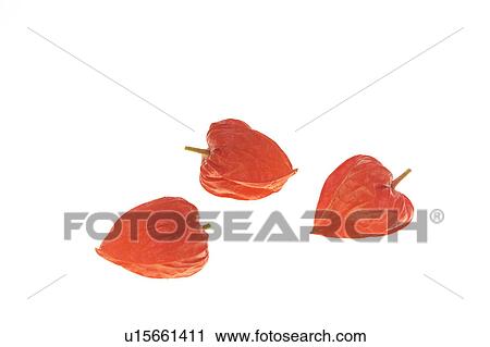 Chinese Lantern Lilies View Large Photo Image Stock Image - Chinese Lantern Lilies. Fotosearch