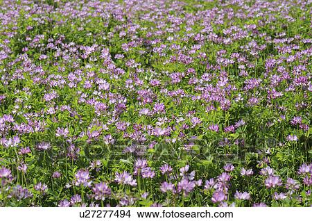 Picture - Chinese Milk Vetch (Astragalus sinicus) flowers, Hyogo Prefecture, Honshu, Japan. Fotosearch