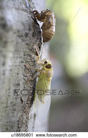 Stock Image - Cicada undergoing metamorphosis, Japan. Fotosearch