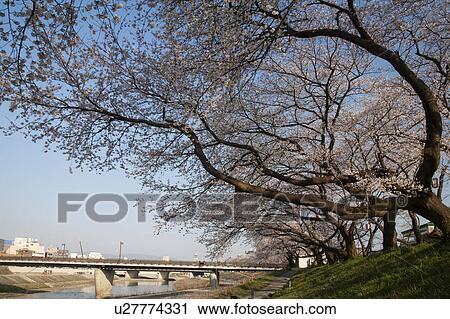 Cityscape of Fukui, cherry blossom and Asuwa River, Fukui Prefecture, Honshu, Japan View Large Photo Image Stock Image - Cityscape of Fukui, cherry blossom and Asuwa River, Fukui Prefecture, Honshu, Japan. Fotosearch