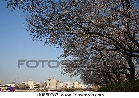 Cityscape of Fukui, cherry blossom and Asuwa River, Fukui Prefecture, Honshu, Japan View Large Photo Image Stock Photo - Cityscape of Fukui, cherry blossom and Asuwa River, Fukui Prefecture, Honshu, Japan. Fotosearch