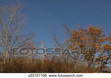 Clear Sky Over Autumnal Tree View Large Photo Image Stock Photo - Clear Sky Over Autumnal Tree. Fotosearch