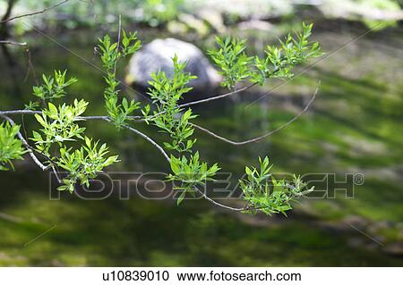 Stock Image - Close Up Image of Fresh Green on the Tree Branch. Fotosearch