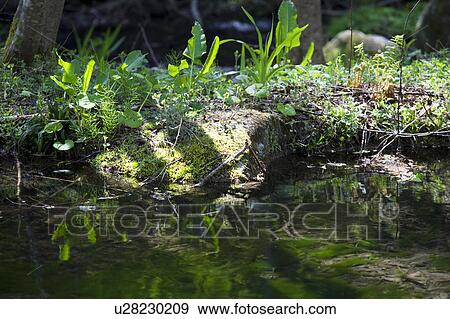 Stock Photo - Close Up Image of Green Grass at Riverside. Fotosearch