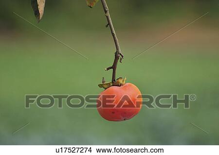 Picture - Close Up Image of Japanese Persimmon on Branch. Fotosearch