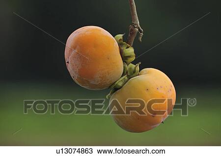 Stock Image - Close Up Image of Japanese Persimmon on Branch. Fotosearch