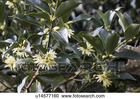 Stock Image - Close Up Image of Japanese Star Anise. Fotosearch