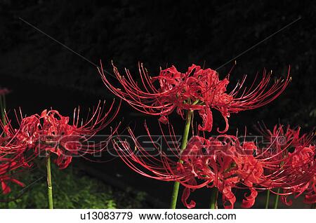 Stock Photo - Close Up Image of Red Spider Lily. Fotosearch
