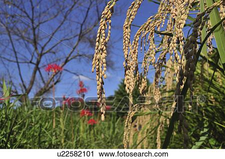 Close Up Image of Rice Ear View Large Photo Image Stock Image - Close Up Image of Rice Ear. Fotosearch