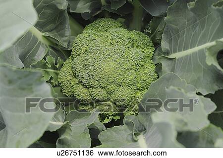 Stock Photograph - Close up of broccoli plant, Hyogo Prefecture, Honshu, Japan. Fotosearch
