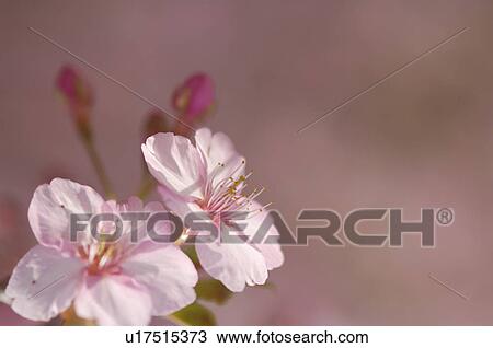 Stock Image - Close-up of cherry blossom, Kanagawa Prefecture, Honshu, Japan. Fotosearch