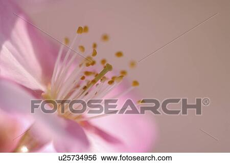 Stock Photograph - Close-up of cherry blossom, Kanagawa Prefecture, Honshu, Japan. Fotosearch