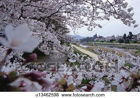 Close Up of Cherry Blossom Tree Branch, River in the Background View Large Photo Image Stock Photo - Close Up of Cherry Blossom Tree Branch, River in the Background. Fotosearch