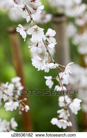 Stock Image - Close-up of cherry blossoms, Kyoto Prefecture, Honshu, Japan. Fotosearch