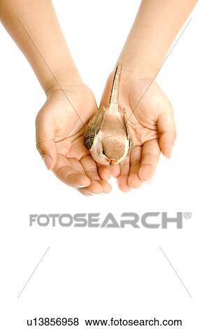 Close-up of child's hand holding a bird View Large Photo Image Stock Photo - Close-up of child's hand holding a bird. Fotosearch