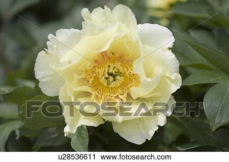 Close-up of Chinese Peony (Paeonia lactiflora) View Large Photo Image Stock Image - Close-up of Chinese Peony (Paeonia lactiflora). Fotosearch