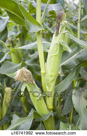 Stock Image - Close-up of corn crop, Hokkaido Prefecture, Japan. Fotosearch