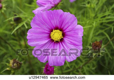 Close up of cosmos View Large Photo Image Stock Photography - Close up of cosmos. Fotosearch