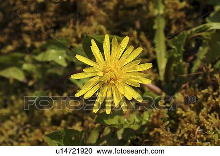 Stock Image - Close-up of dandelion, Hyogo Prefecture, Honshu, Japan. Fotosearch