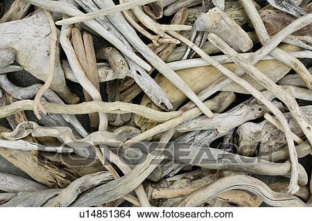 Picture - Close up of Driftwood. Fotosearch