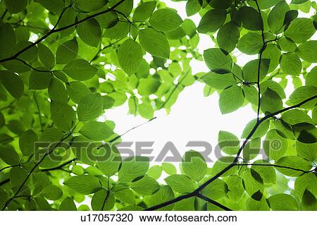 Stock Image - Close up of Foliage. Fotosearch