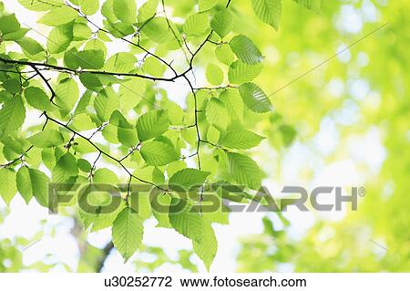 Close up of Green Foliage View Large Photo Image Stock Image - Close up of Green Foliage. Fotosearch