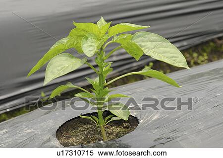 Close-up of green pepper plant, Hyogo Prefecture, Honshu, Japan View Large Photo Image Stock Photography - Close-up of green pepper plant, Hyogo Prefecture, Honshu, Japan. Fotosearch