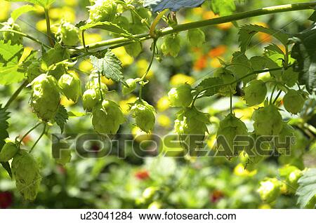 Picture - Close up of hops, Kamifurano town, Hokkaido prefecture, Japan. Fotosearch