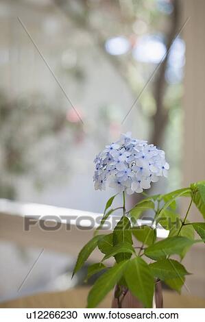 Stock Image - Close up of Hydrangea Flowers. Fotosearch