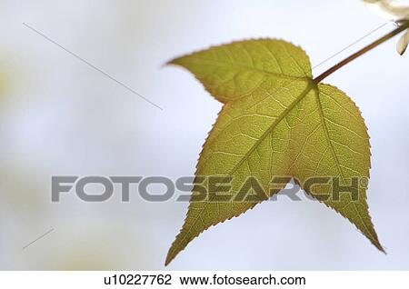 Close-up of leaf View Large Photo Image Stock Image - Close-up of leaf. Fotosearch