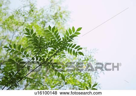 Stock Photo - Close up of Leaves. Fotosearch