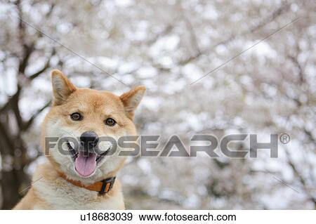 Close up of Midget Shiba View Large Photo Image Stock Photo - Close up of Midget Shiba. Fotosearch