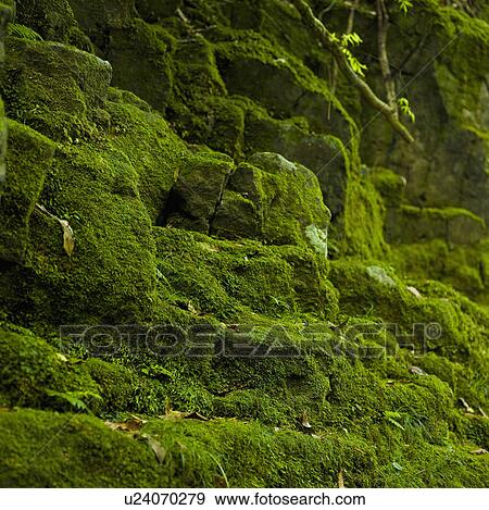 Close up of Mossy Rock View Large Photo Image Stock Photo - Close up of Mossy Rock. Fotosearch