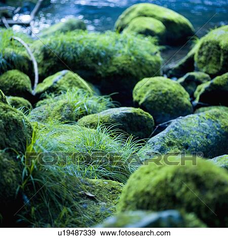 Close up of Mossy Stones View Large Photo Image Stock Photo - Close up of Mossy Stones. Fotosearch