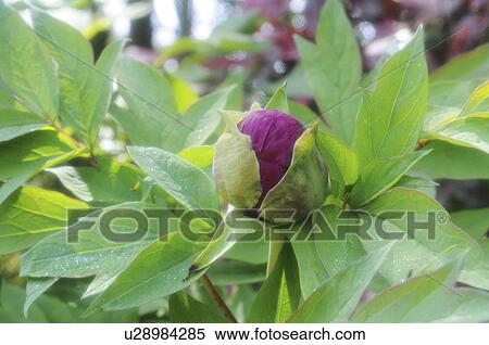 Close-up of peony bud, Hyogo Prefecture, Honshu, Japan View Large Photo Image Stock Photography - Close-up of peony bud, Hyogo Prefecture, Honshu, Japan. Fotosearch