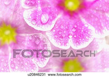 Stock Image - Close-up of pink flower with dew drops. Fotosearch