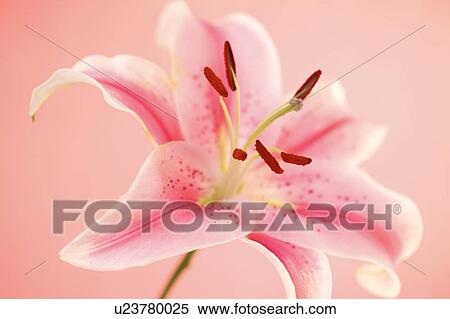 Stock Photography - Close up of Pink Lily. Fotosearch