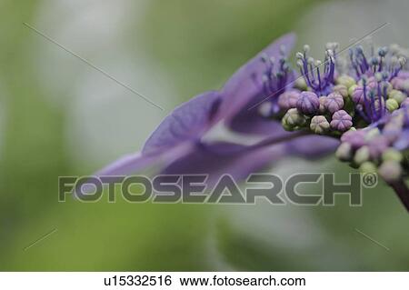 Close up of Purple Hydrangea Flowers View Large Photo Image Stock Photograph - Close up of Purple Hydrangea Flowers. Fotosearch