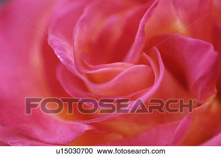 Close-up of red rose View Large Photo Image Stock Image - Close-up of red rose. Fotosearch
