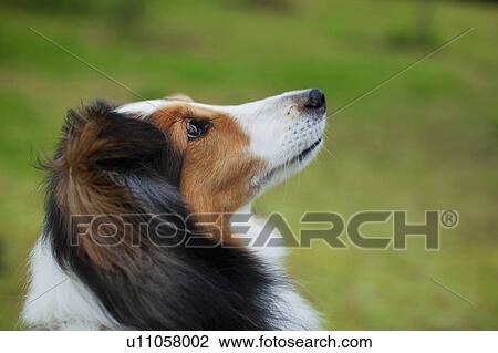Close up of Shetland Sheepdog View Large Photo Image Stock Image - Close up of Shetland Sheepdog. Fotosearch