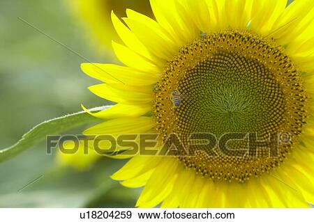 Stock Photo - Close up of sunflower, differential focus. Fotosearch