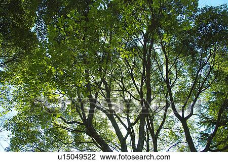 Stock Image - Close up of Tree. Fotosearch