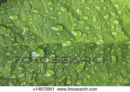 Close up of Waterdrops on Hydrangea Leaf View Large Photo Image Stock Image - Close up of Waterdrops on Hydrangea Leaf. Fotosearch